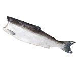 Невозможно загрузить изображение