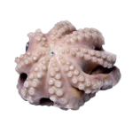 Невозможно загрузить изображение